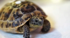 Koliko košta kornjače, cijene u kojima se mogu kupiti